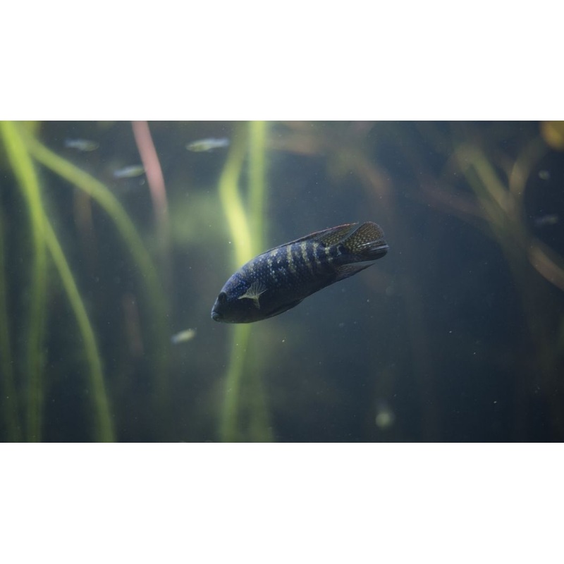 Jack Dempsey Cichlid