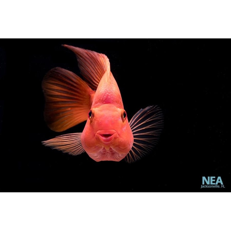 King Kong Parrot Cichlid