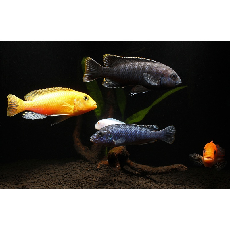 Large Assorted Mbuna Cichlid