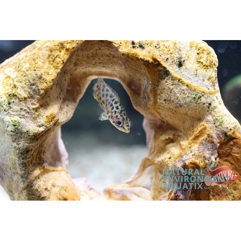 Leopard Ctenopoma
