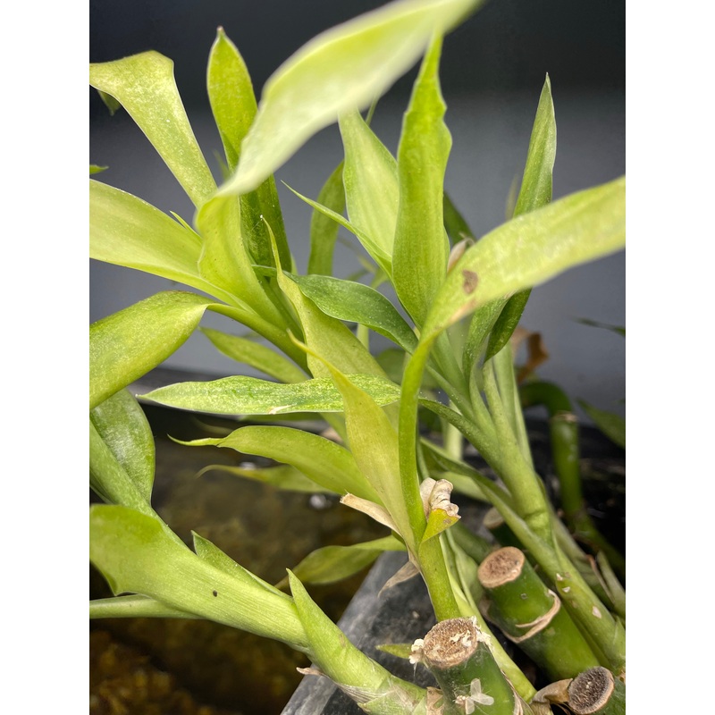 Lucky Bamboo