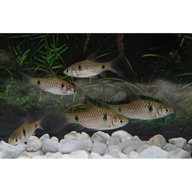 Odessa Barb