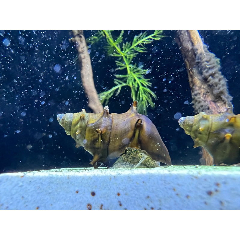 Pagoda Snail