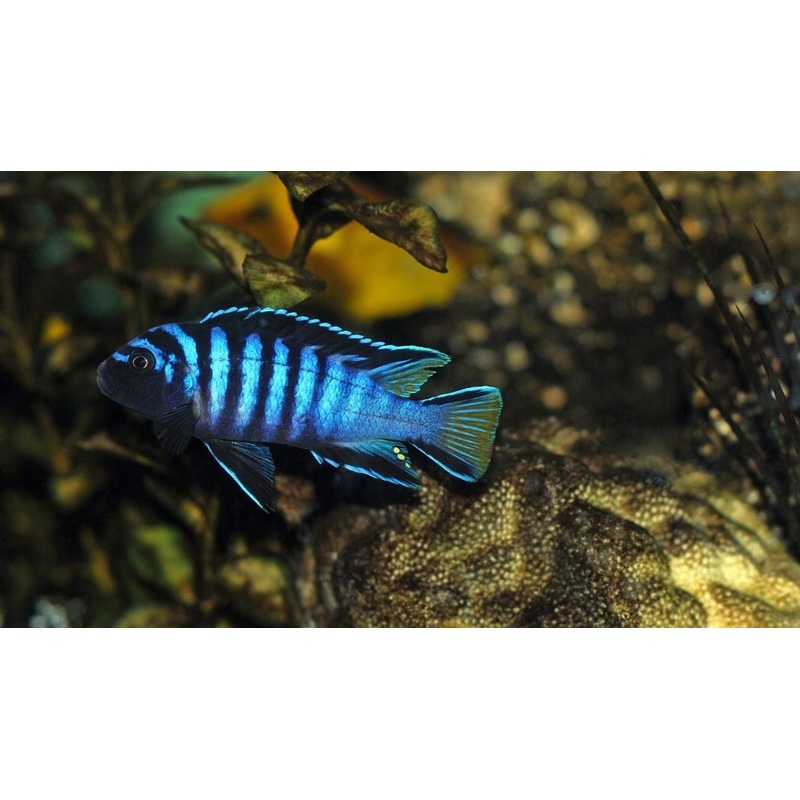 Premium Assorted Mbuna Cichlids