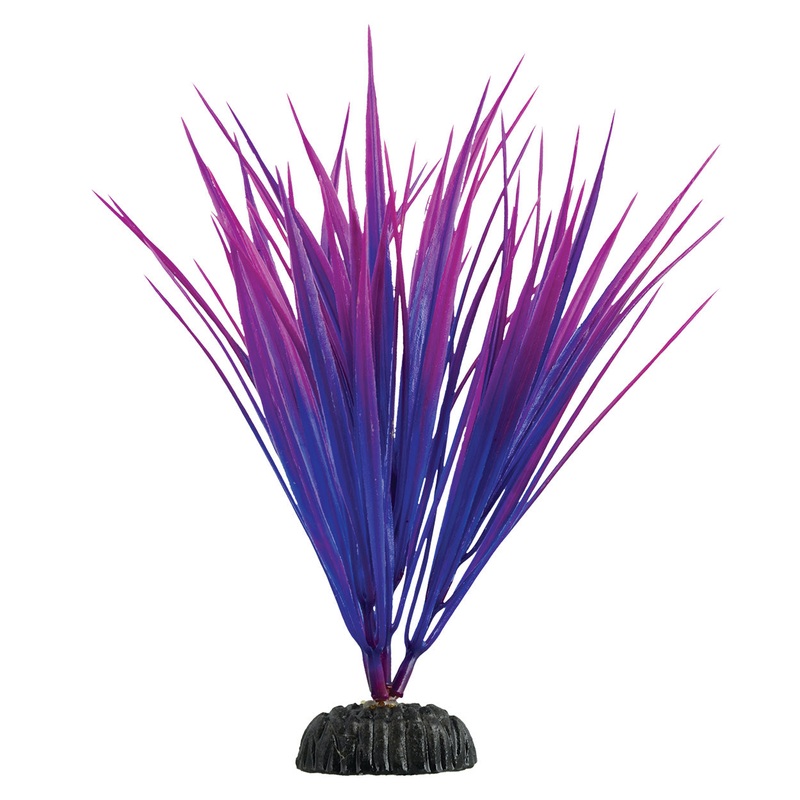 Purple Nile Grass - 7.5"  Aquarium Plant