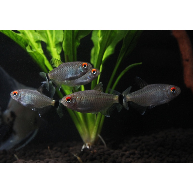 Red Eye Tetra