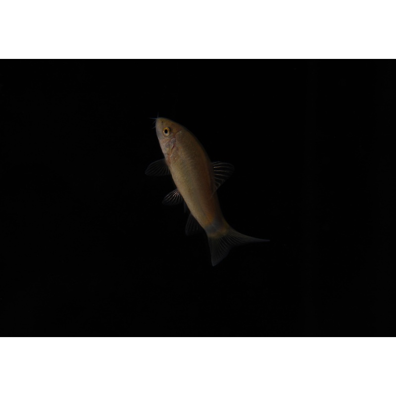 Skunk Loach