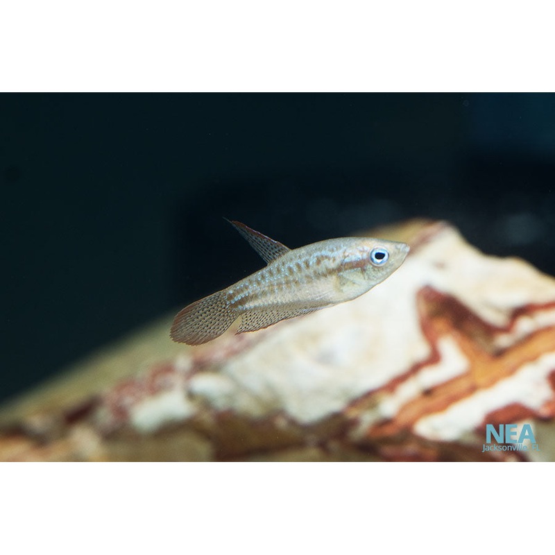 Sparkling Gourami