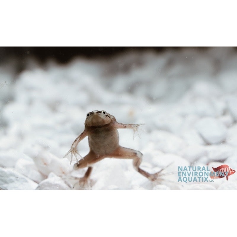African Dwarf Frog