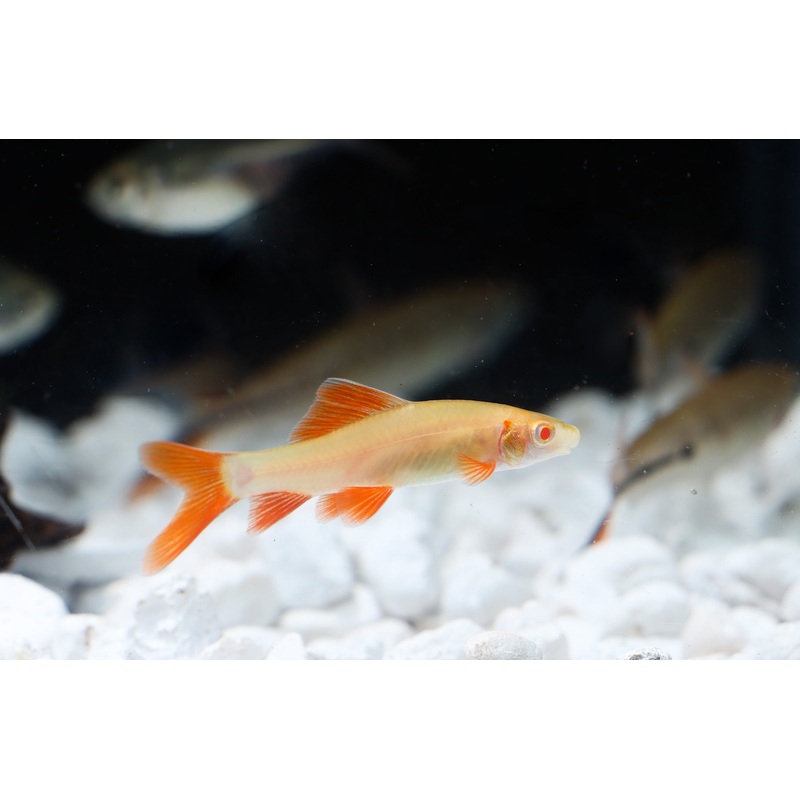 Albino Rainbow Shark