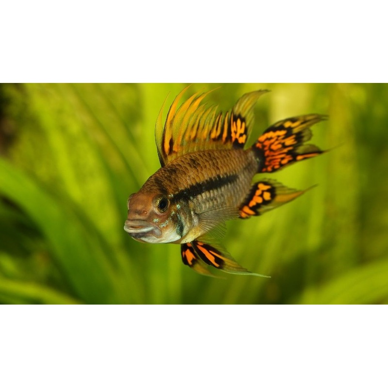 Apistogramma cacatuoides "Super Red"