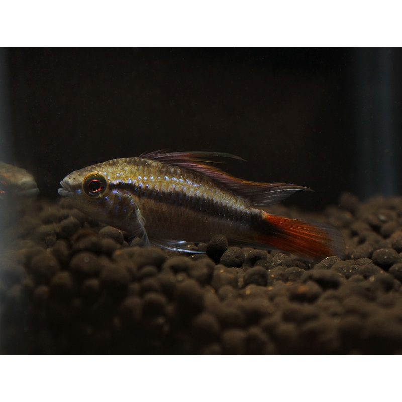 Apistogramma Erythrura "Rio Mamore"