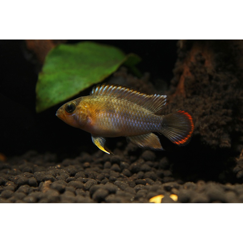 Apistogramma nijsseni "Panda"