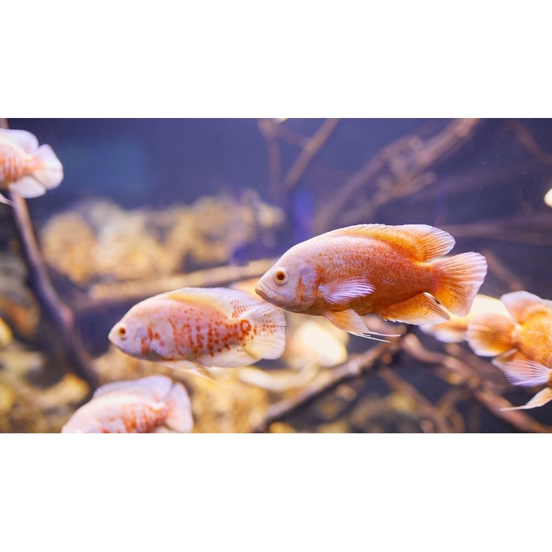 Assorted Albino Oscar Cichlid