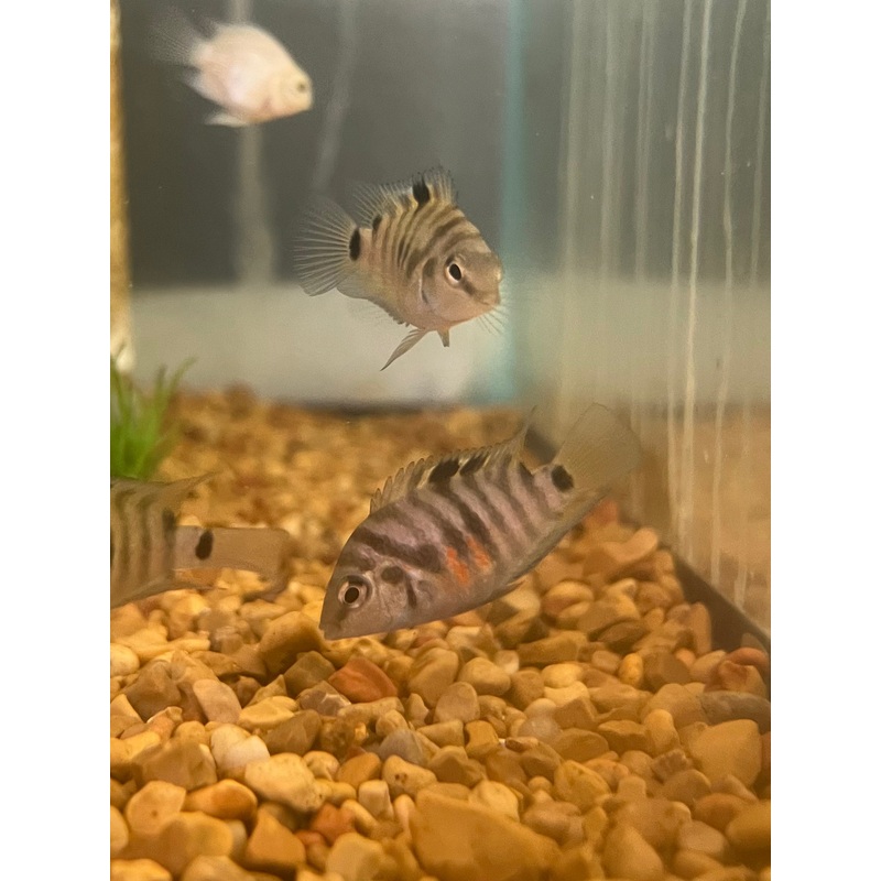 Assorted Convict Cichlid Fry