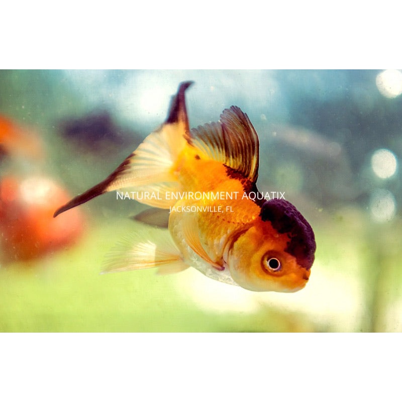 Assorted Oranda Goldfish
