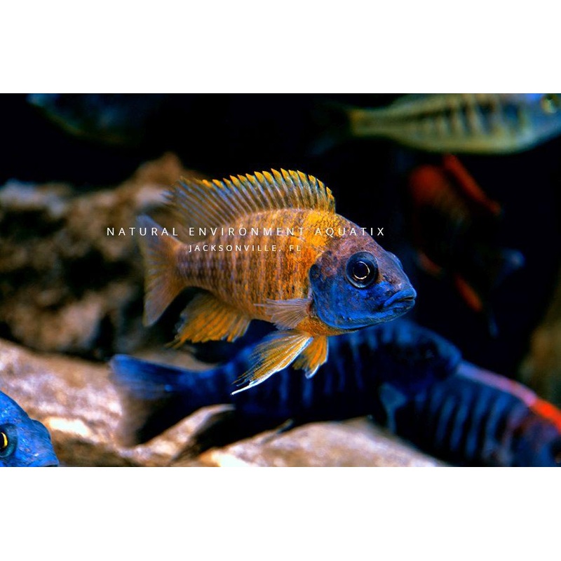 Assorted Peacock & Hap Cichlid  Male Show