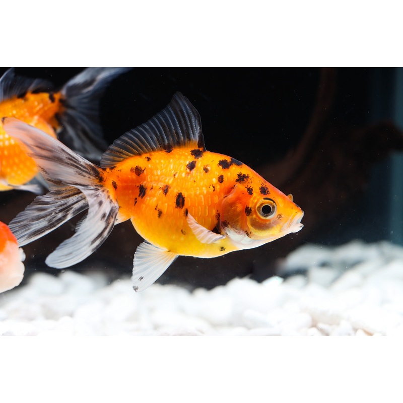Assorted Pearlscale Goldfish
