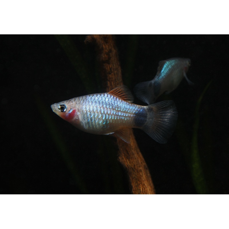 Assorted Platy