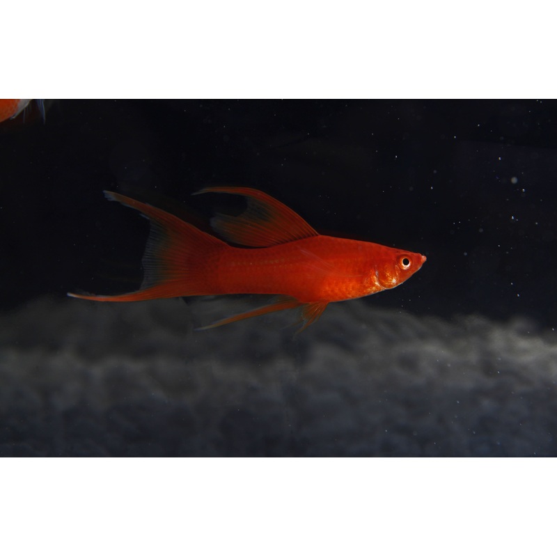 Assorted Premium Swordtail