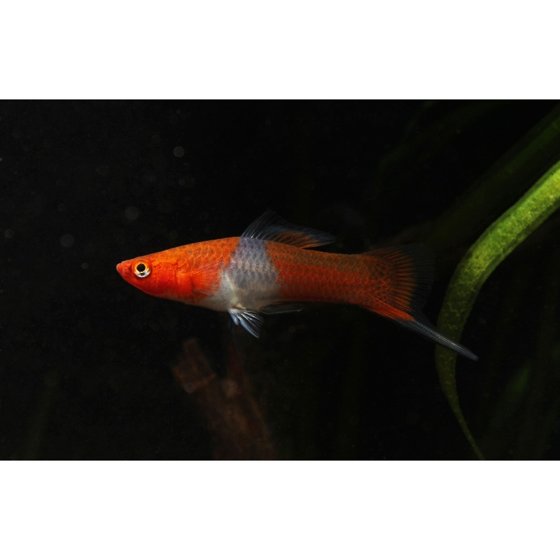 Assorted Swordtail