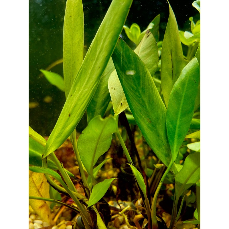 Asst Anubias