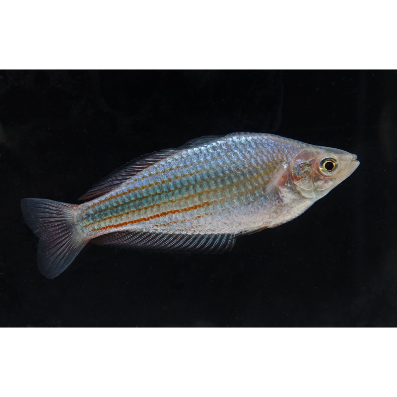 Australian Rainbow