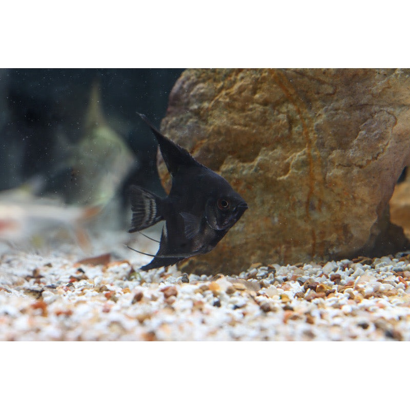 Black Angelfish
