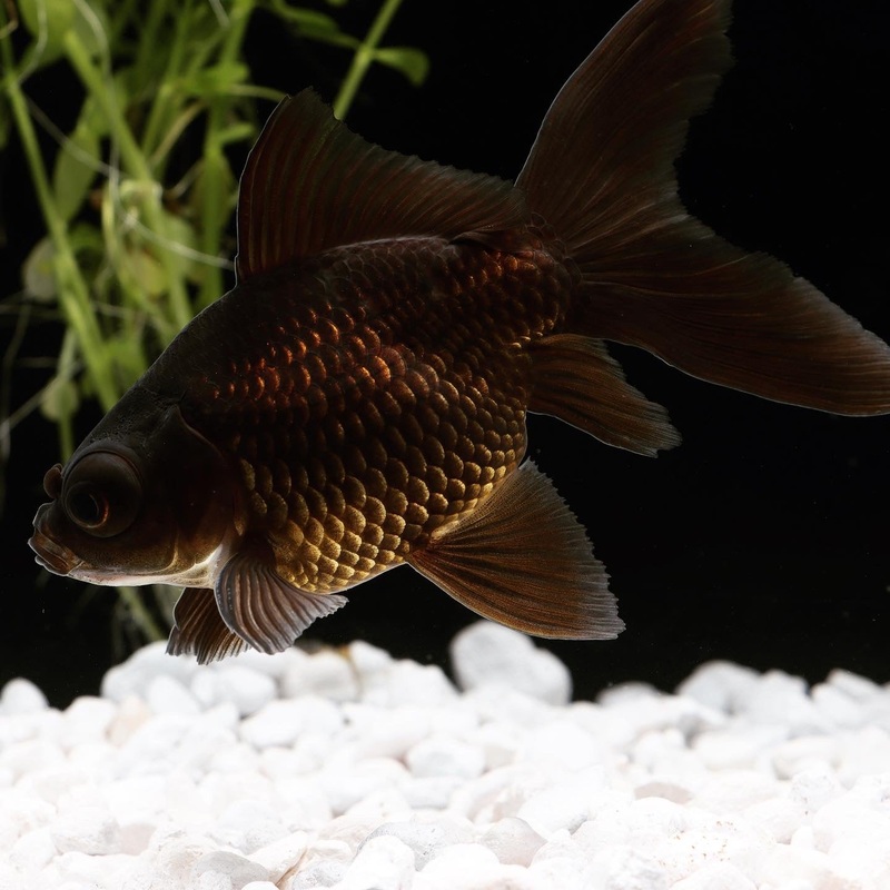 Black Moore Goldfish