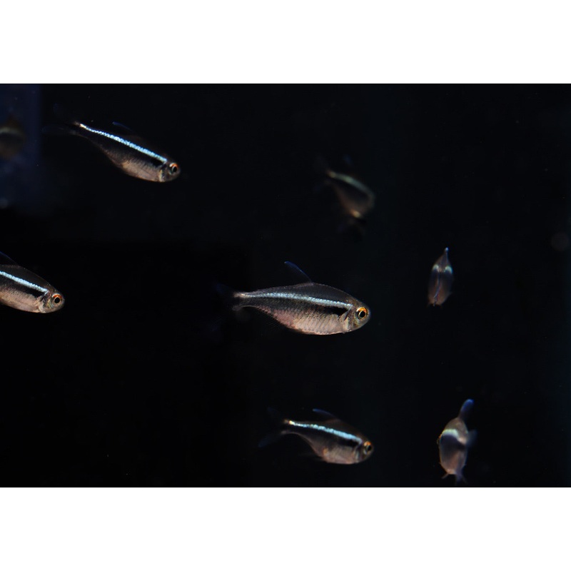 Black Neon Tetra