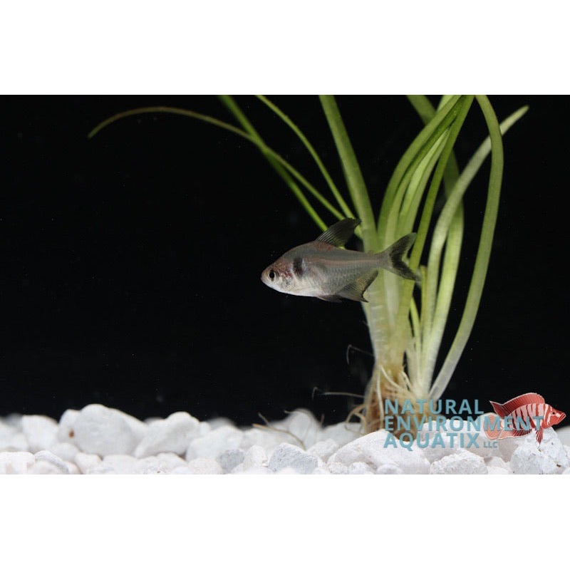 Black Phantom Tetra