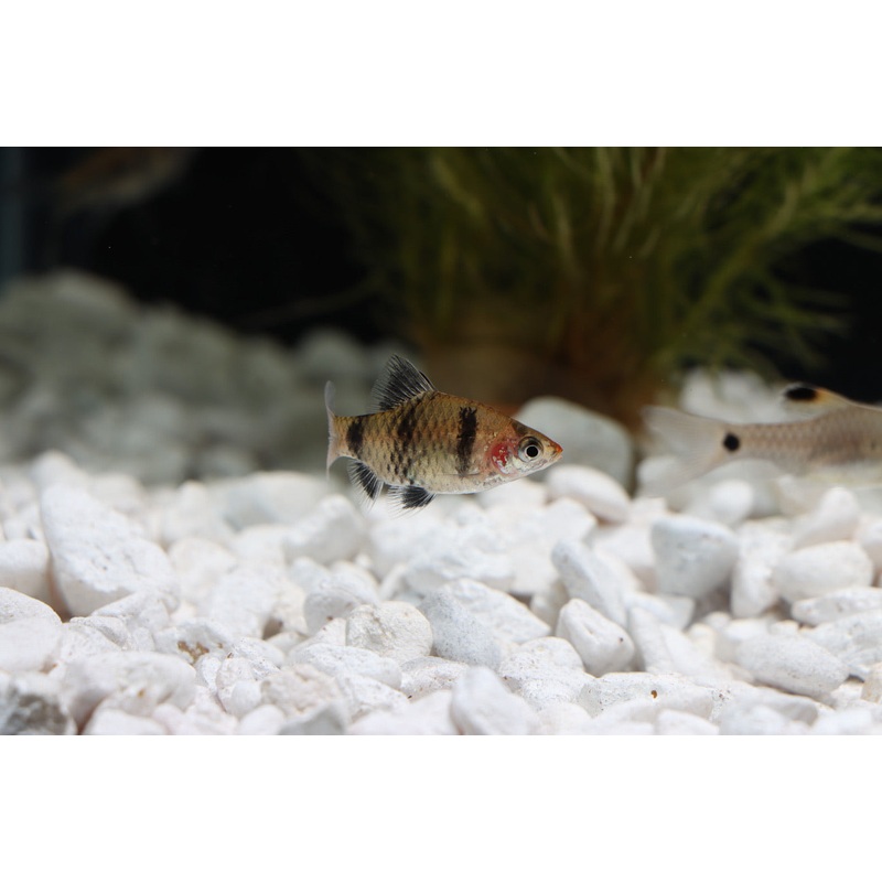 Black Ruby Barb