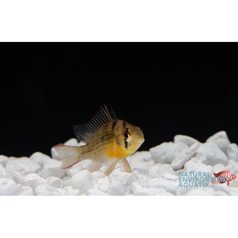 Bolivian Ram