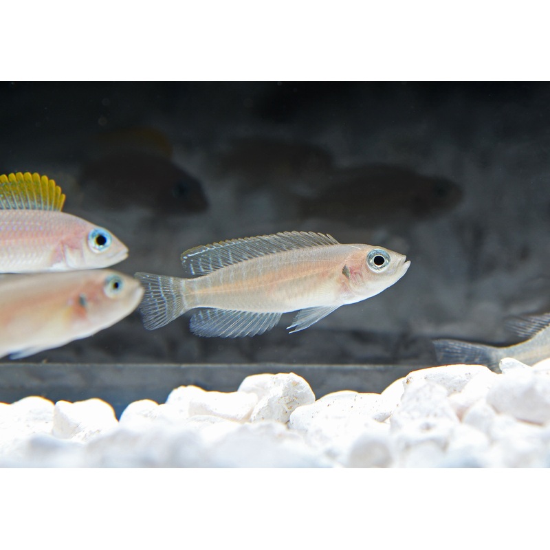 Brevis Kitumba Cichlid