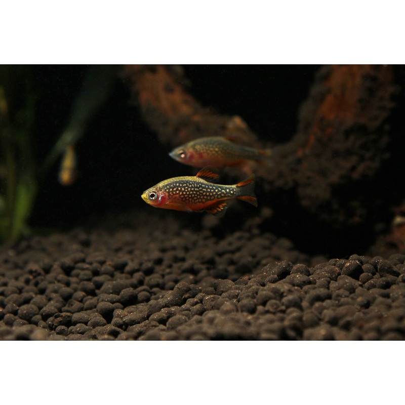 Celestial Pearl Danio