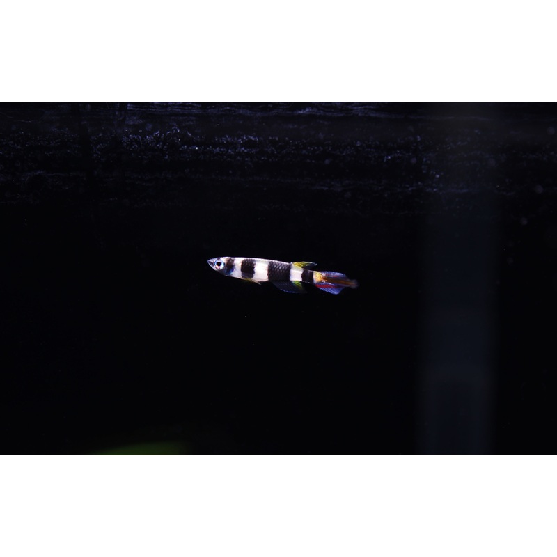 Clown Killifish