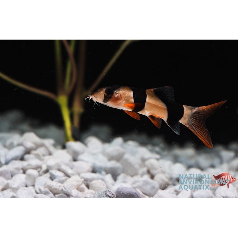 Clown Loach