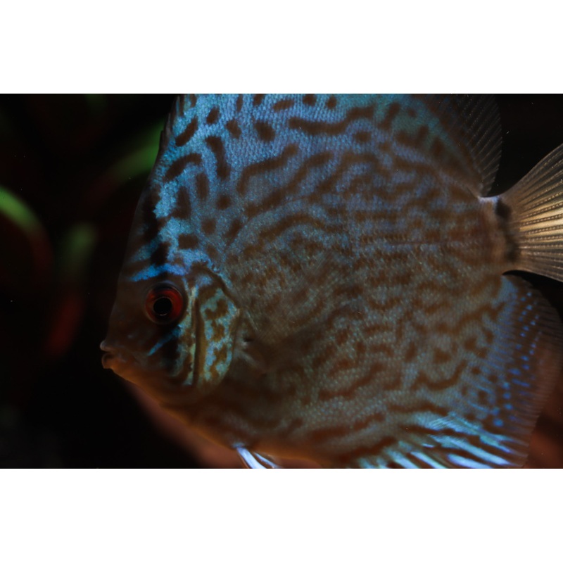Cobalt Discus
