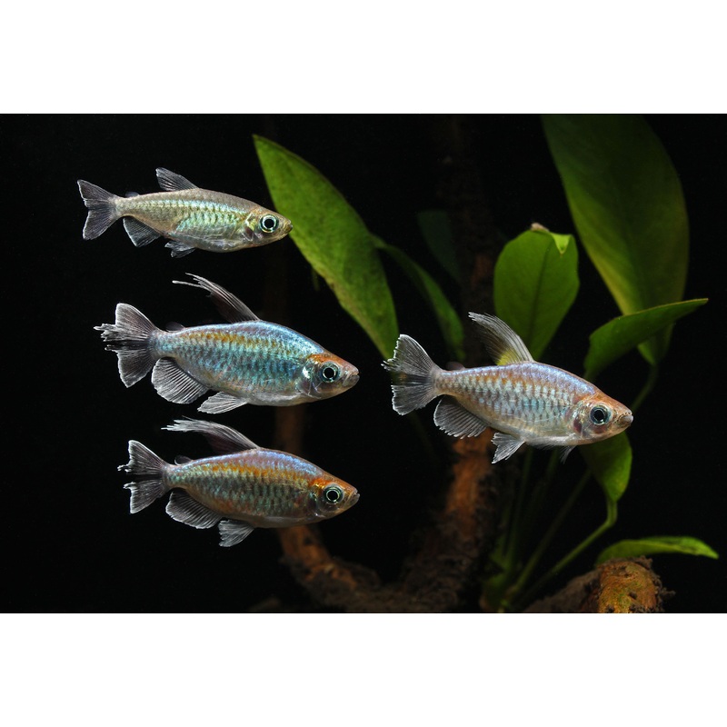 Congo Tetra