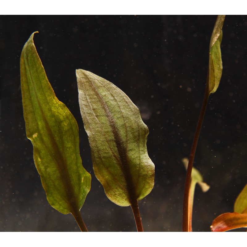Cryptocoryne Wendtii "Affinis Red"