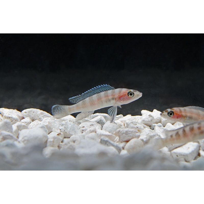Cylindricus Cichlid