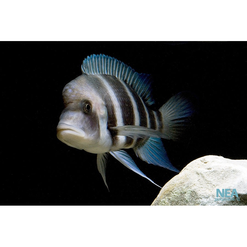 Cyphotilapia Frontosa Cichlid
