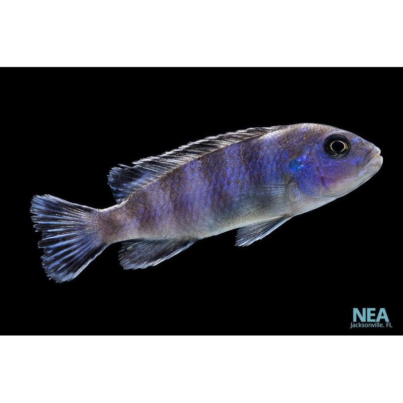 Demasoni Cichlid