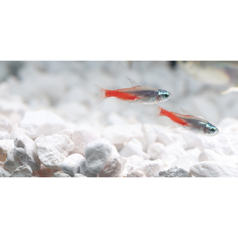 Diamond Head Neon Tetra
