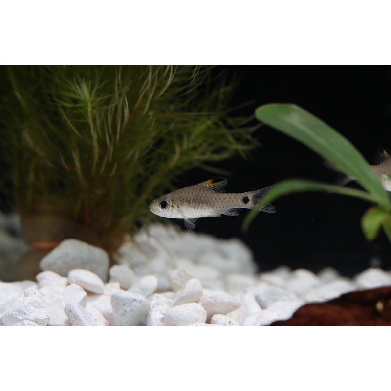 Drape Fin Barb