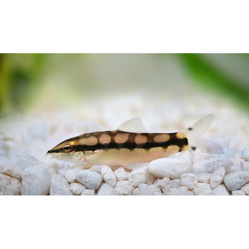 Dwarf Chain Loach