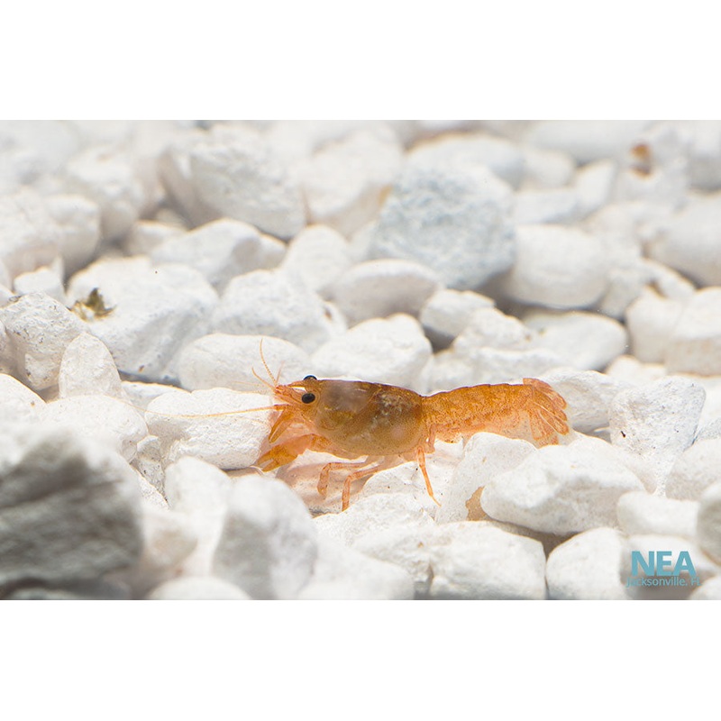 Dwarf Mexican Lobster
