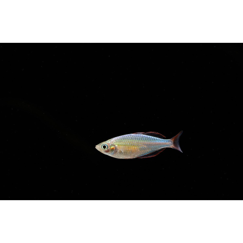 Dwarf Neon  Rainbow
