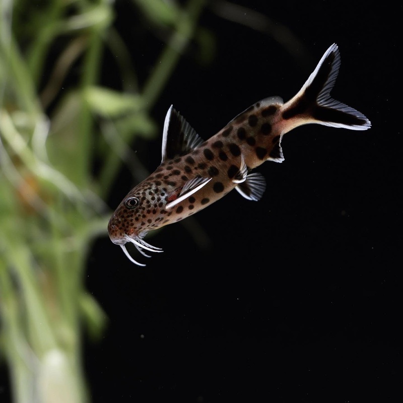 Dwarf Petricola Synodontis Catfish
