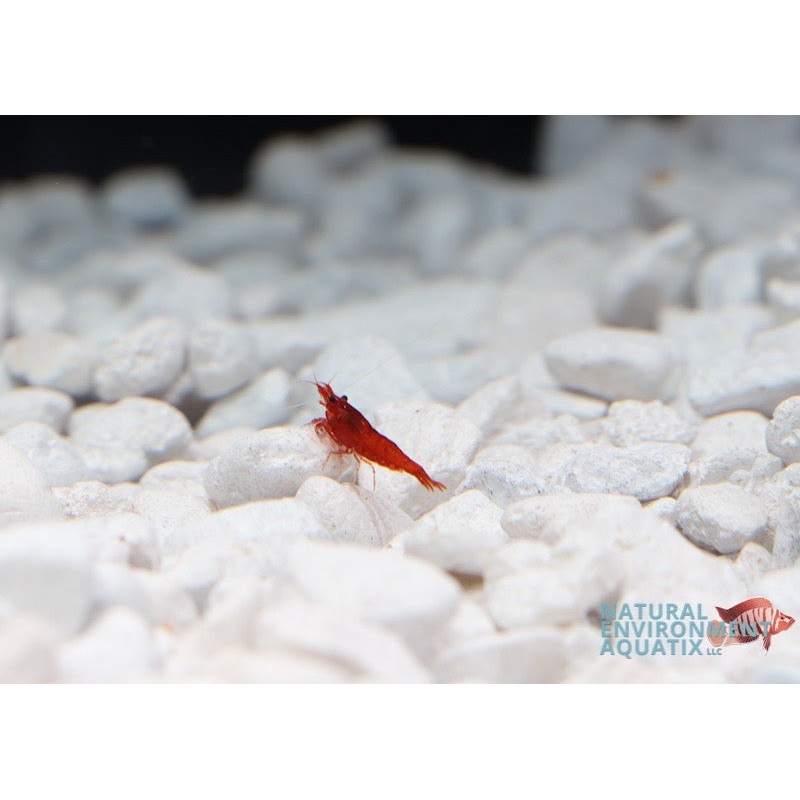 Dwarf Shrimp